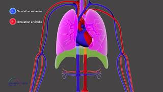 Chapitre 1 ICP  La circulation pulmonaire et systémique [upl. by Vickey715]