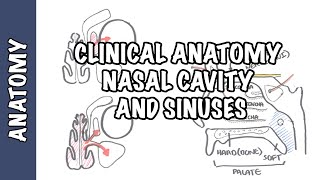 Clinical Anatomy  Nasal Cavity and Sinuses [upl. by Audras]