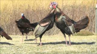 Wild Turkey Fight [upl. by Oriel]