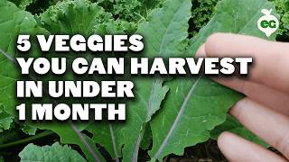 5 Fast Growing Veggies You Can Harvest in Under 1 Month [upl. by Nalor]