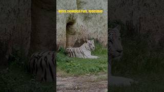 Nehru zoological Park in Hyderabad safari [upl. by Narda]