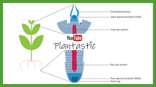 Plant Tissue Culture  Meristem Culture [upl. by Erialcyram]