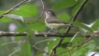 Warbling Vireo [upl. by Whiffen347]