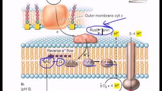 Electron flow in iron oxidizing bacteria [upl. by Euf368]