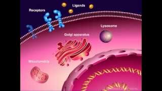 Introduction to Cancer Biology Part 1 Abnormal Signal Transduction [upl. by Jemina]