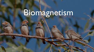 How Migratory Birds Use Earths Magnetic Field as an Aid to Navigation  Biomagnetism [upl. by Nayab825]