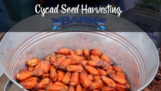 Cycad Seed Harvesting [upl. by Ahsiad]