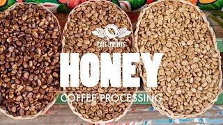 Honey Coffee Processing [upl. by Peirce]