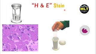 H and E staining procedure histopathology  H and E staining in hindi [upl. by Euqinamod]