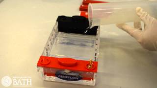 Agarose Gel Electrophoresis of DNA fragments amplified using PCR [upl. by Yursa]