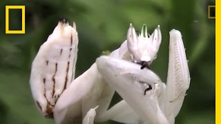 Incredible Disguise Praying Mantis Mimics Flower  National Geographic [upl. by Annice]