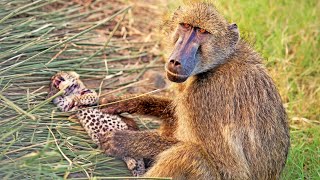 Baboons Steal amp Groom 2 Leopard Cubs [upl. by Ecela277]