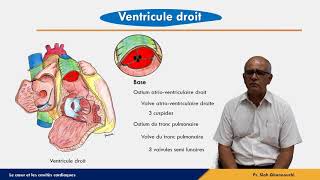 Le cœur  Ventricule droit [upl. by Oinoitna]