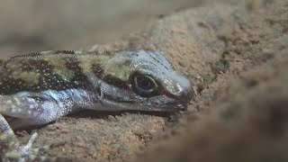 Water Anole Lizard Breathes Underwater  ViralHog [upl. by Erastus649]