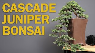 Cascade Bonsai  Juniper Refinement amp Creating Depth [upl. by Vedetta283]