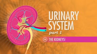 Frequent UTIs for Guys  Fairbanks Urology [upl. by Zebada261]