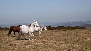 Mike Oldfield Hergest Ridge 1 Part [upl. by Jat595]