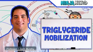 Metabolism  Mobilization of Triglycerides [upl. by Einniw]