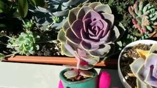 How to tell if your echeveria is thirsty or etiolated [upl. by Donny]