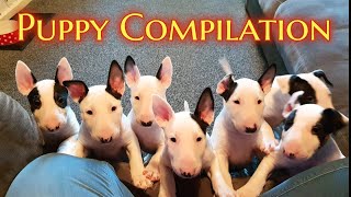 EPIC Bull Terrier PUPPY compilation [upl. by Nairde]