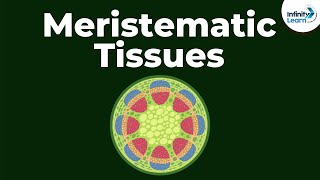 What are Meristematic Tissues  Infinity Learn [upl. by Reidar655]