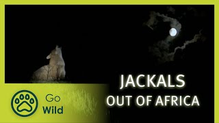 Jackals Out of Africa  Go Wild [upl. by Durkin930]