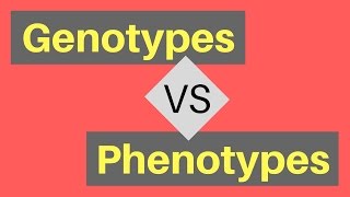 Genotype vs Phenotype  Understanding Alleles [upl. by Tabatha]