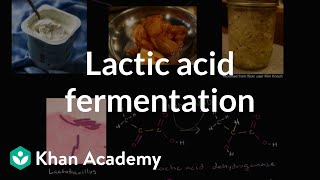 Lactic acid fermentation  Cellular respiration  Biology  Khan Academy [upl. by Marcin]