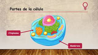 LA CELULA Y SUS PARTES  PARA 5TO GRADO [upl. by Ludba573]