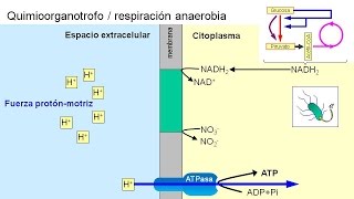 Metabolismo microbiano 04 Quimioorganotrofos anaerobios [upl. by Turnbull643]