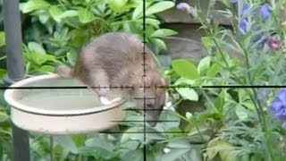 Slow Motion Rat Hunting 17 [upl. by Haronid]