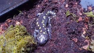 Meet My Spotted Salamander [upl. by Anes]