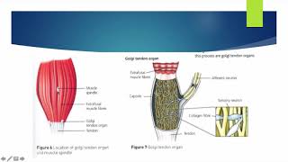 Alevel PE  Proprioceptive Neuromuscular Facilitation  Anatomy amp Physiology [upl. by Eisen615]