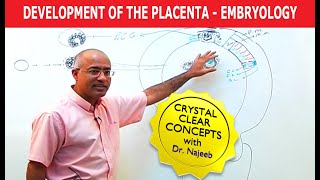 Development of face amp oral cavity  Part 2 PHARYNGEAL ARCHES [upl. by Anilec]