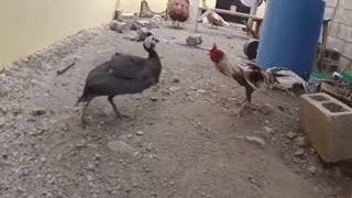 Pelea De Gallo Con Una Guinea [upl. by Amjan110]