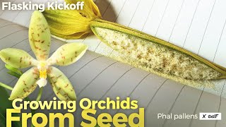 Growing Orchids From Seed Video 1 of 4  sowing dry seeds using hydrogen peroxide amp a glovebox [upl. by Amaral751]