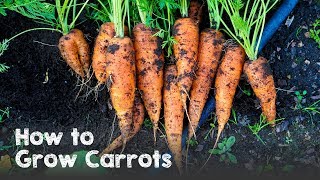 How to Grow Carrots from Seed to Harvest [upl. by Arenahs]