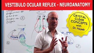 Vestibulo Ocular Reflex  Neuroanatomy [upl. by Ardnossac]