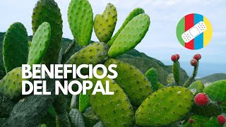 BENEFICIOS DEL NOPAL [upl. by Ecnahs923]