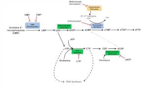 Pyrimidine Synthesis and Salvage Pathway [upl. by Tillion31]