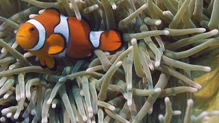 NeverBeforeSeen Footage of Clownfish Hatching [upl. by Gayner]