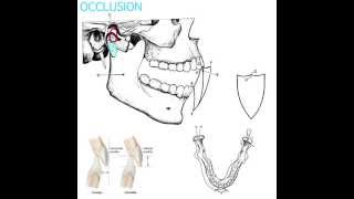 Occlusion Part 1 [upl. by Ahsitniuq409]