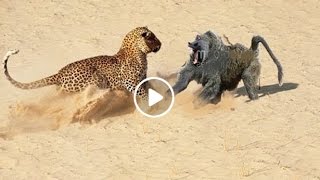 Baboon vs Leopard Baboon Win Jarade Chanel [upl. by Maroj]