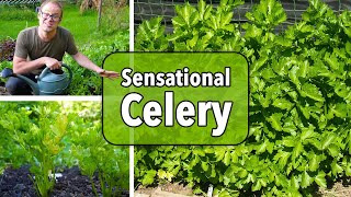 Growing Celery from Sowing to Harvest [upl. by Earle]