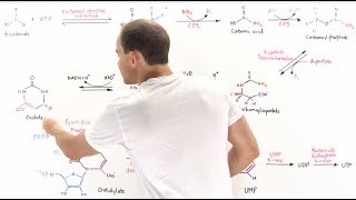 Pyrimidine Synthesis [upl. by Atiuqaj195]