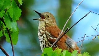 Brown Thrasher song [upl. by Silda]