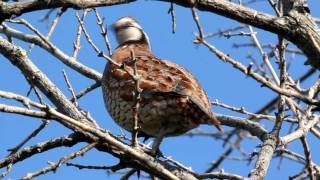 Northern Bobwhite Quail [upl. by Jennee]