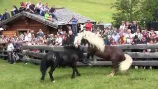 Hengstauftrieb in Rauris 2014 Norikerrangkämpfe hautnah [upl. by Akialam]