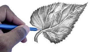 How To Draw A Leaf  Step by Step For Beginners [upl. by Zalea]