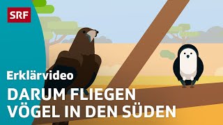 Das machen Zugvögel im Winter – einfach erklärt  Kindervideos  SRF Kids [upl. by Alford]